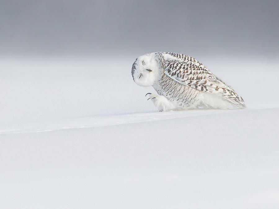 Harfang des neiges
