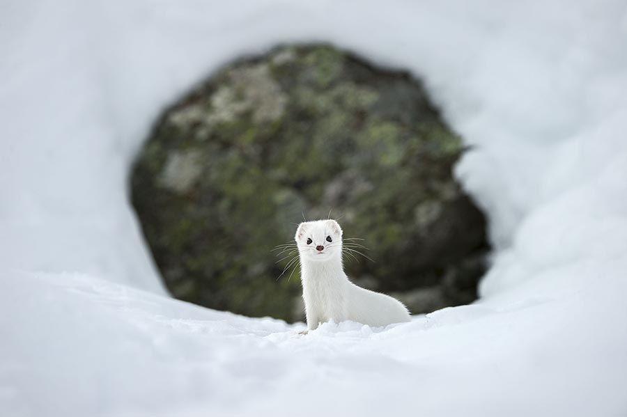 Hermine dans la neige