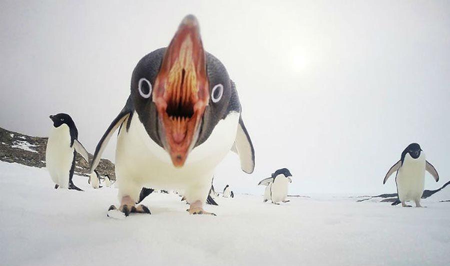 Pingouins attaquent