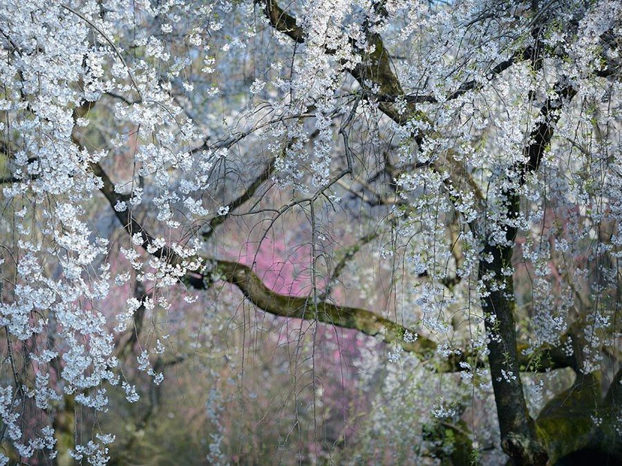 Floraison des cerisiers à Kyoto