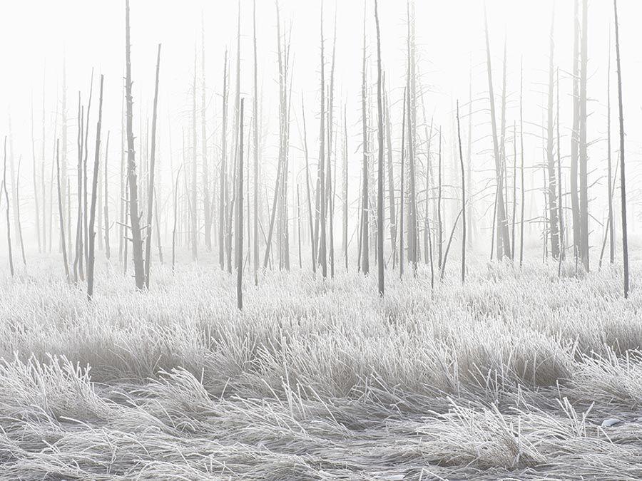 Hiver blanc dans le Yellowstone