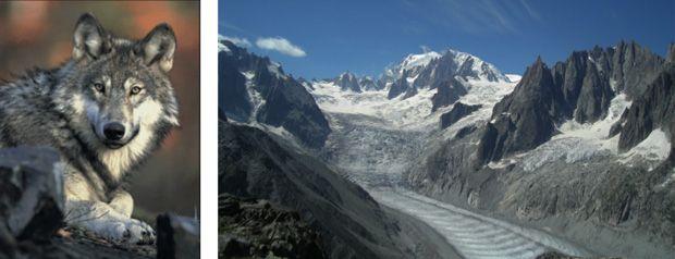 Loup et Glacier