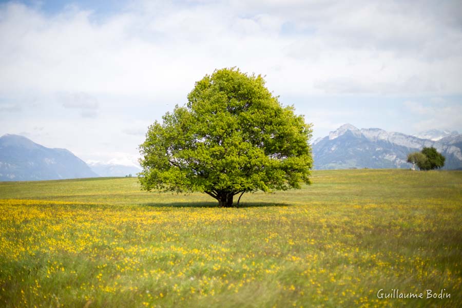 Arbre