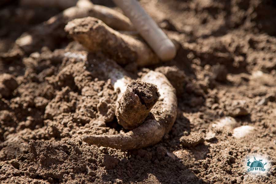 Corne de vache pour la biodynamie