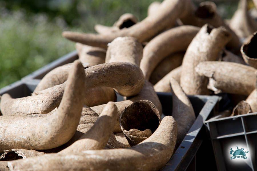 Cornes de vache pour la biodynamie