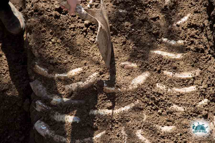 Cornes de vache enterrée pour la biodynamie