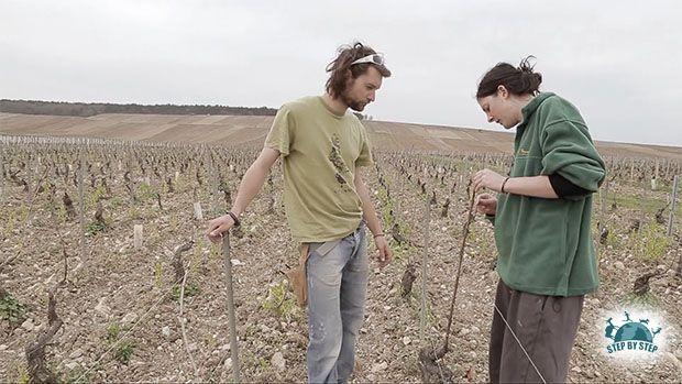 Edouard et Eleni Vocoret - Vignerons à Chablis