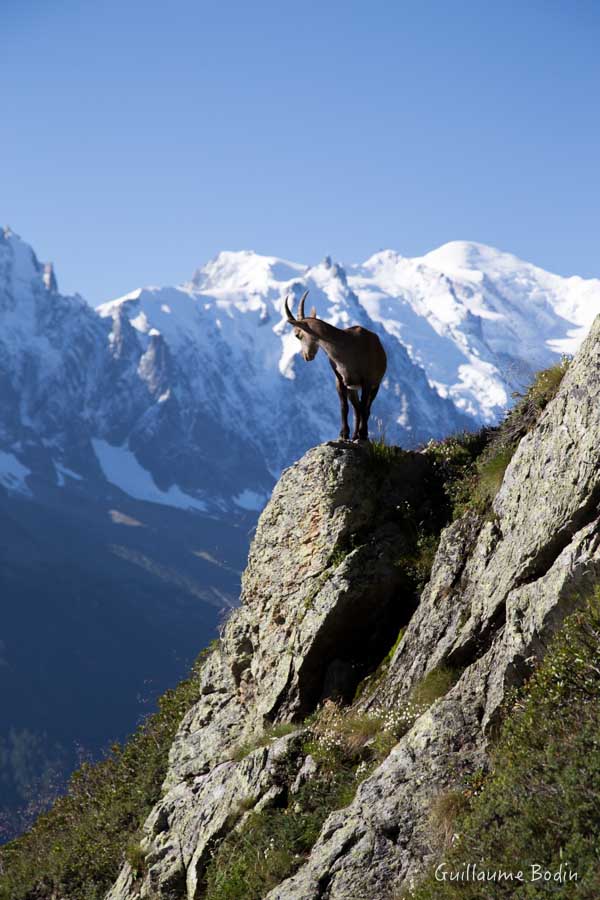 Bouquetin - Chamonix