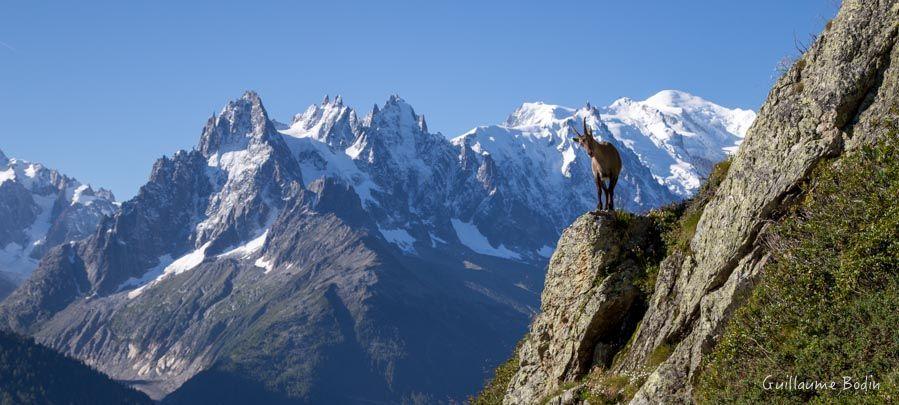 Bouquetin - Chamonix