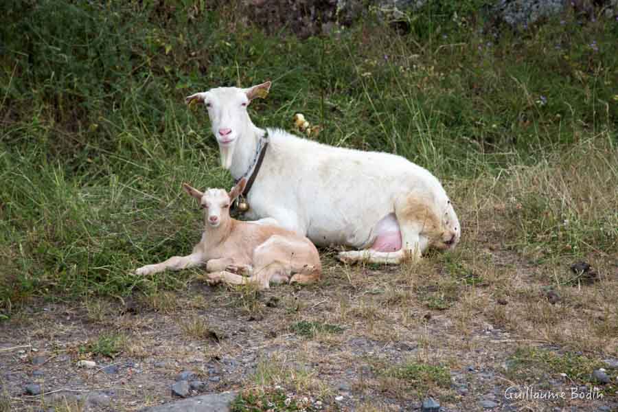 Chèvre et Cabri