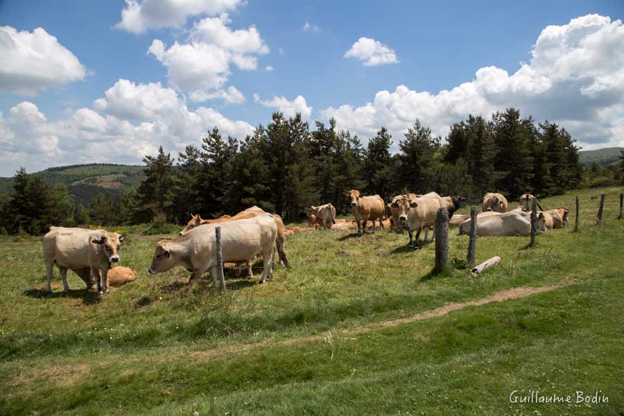 Vaches au Mont Lozère