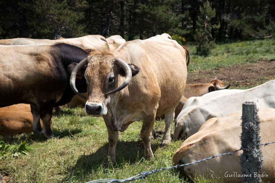 Vache à cornes