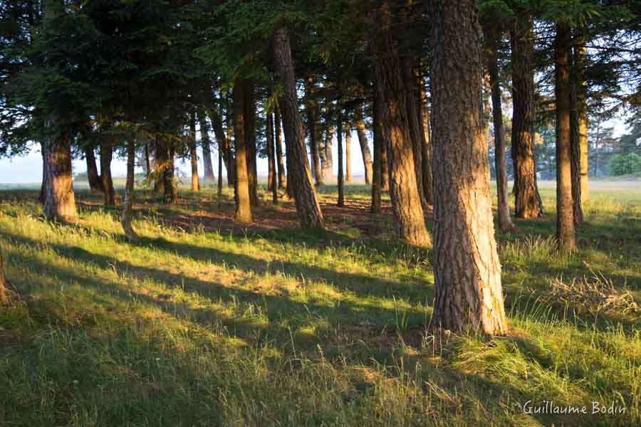 Bosquet avec les lumières du matin