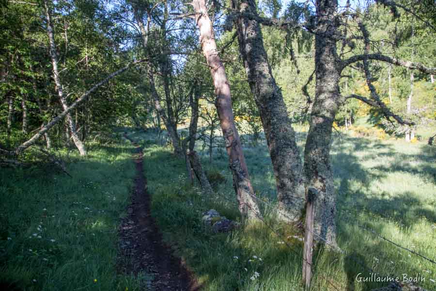 Chemin de Stevenson