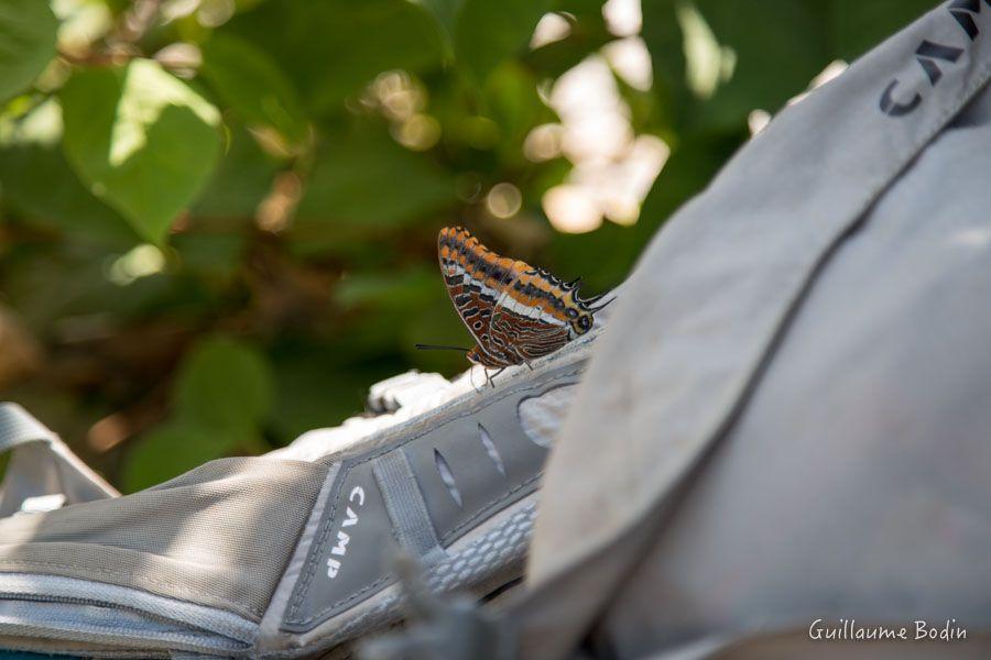 Papillon sur mon sac