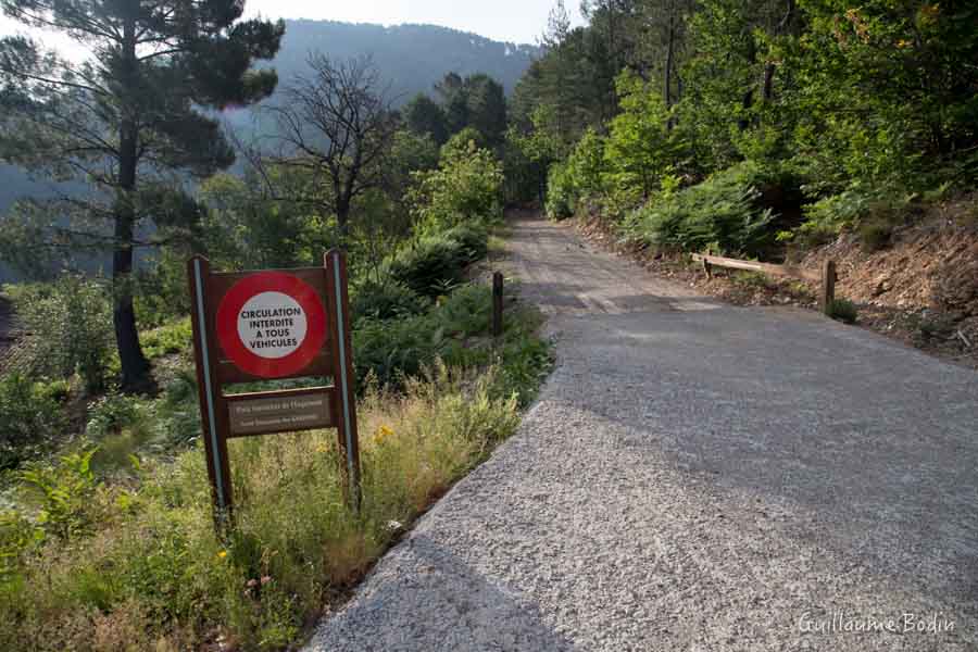 Chemin forestier