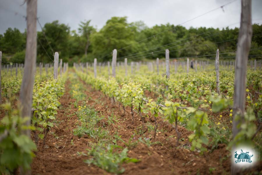 Clos des Vignes du Maynes