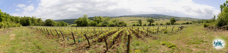 Les Chassagnes du Clos des Vignes du Maynes