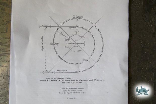 Cycle de la flavescence dorée