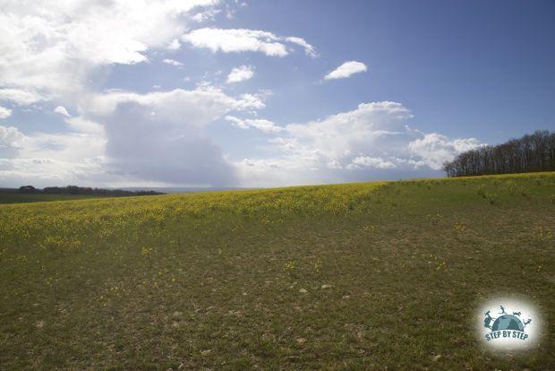 Champ de moutarde