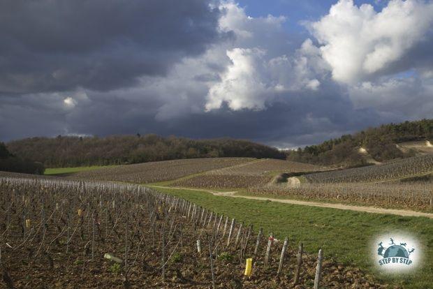 Vignoble de Chablis