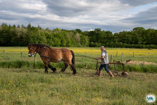 Labour au cheval à la Ferme des Valottes