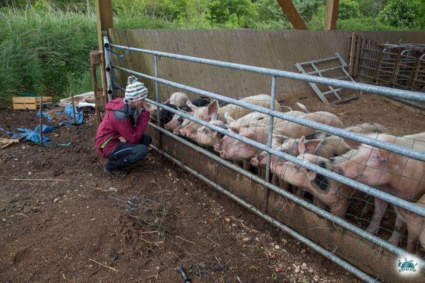 Les cochons de la Ferme des Valottes