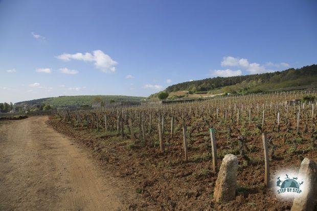 Arrivée à Gevrey-Chambertin sur Le Chemin des Grands Crus