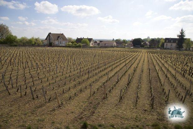 Vigne désherbée en Bourgogne