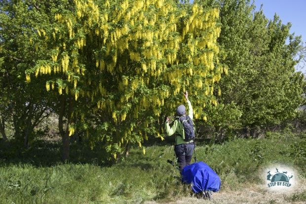 Un bel arbre jaune