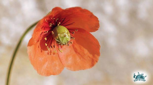 Coquelicot