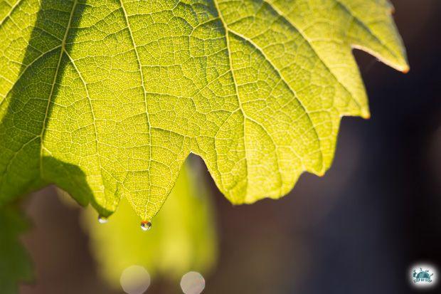 Feuille de Vigne