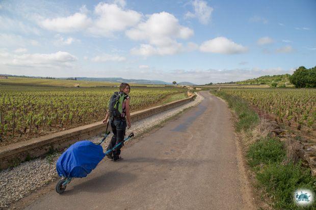 Dans les vignes