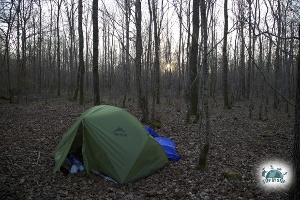 Forêt domaniale de Montargis