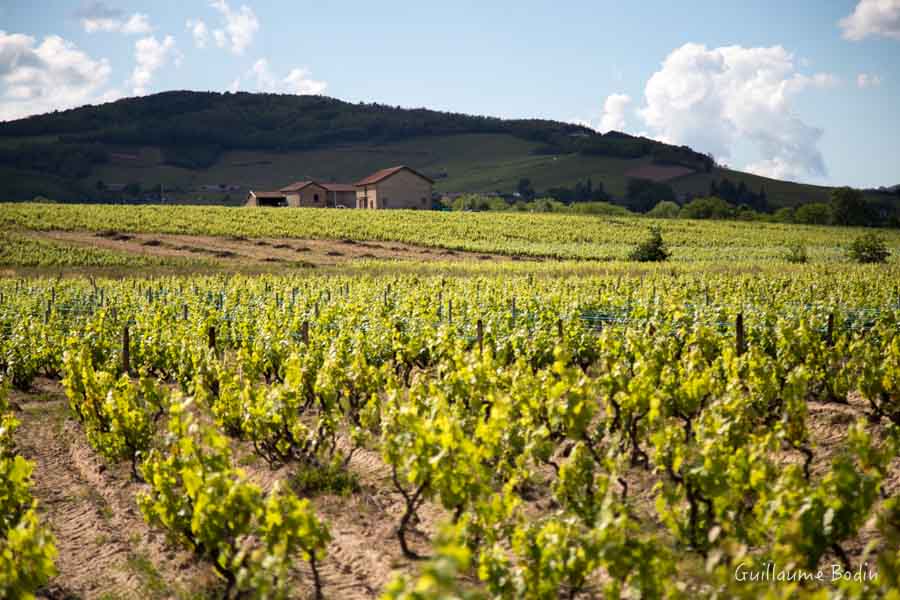 Domaine Thibault Liger Belair - Moulin à Vent