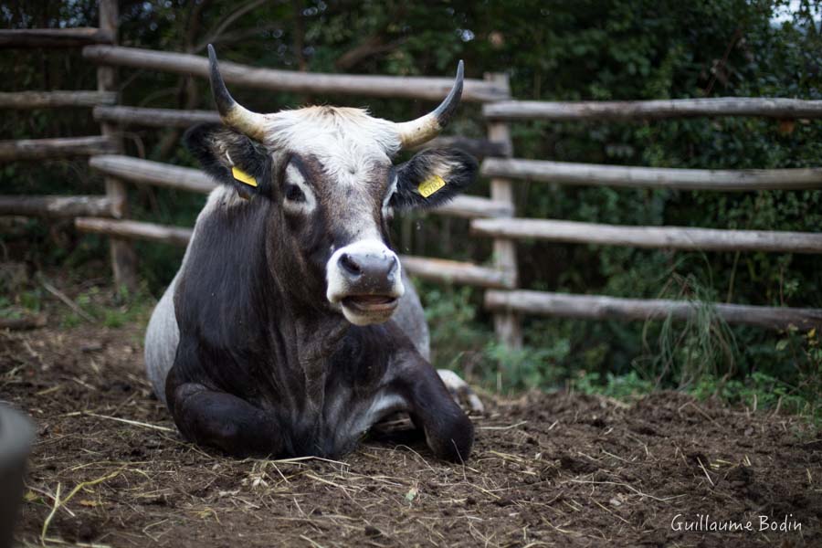 Vache