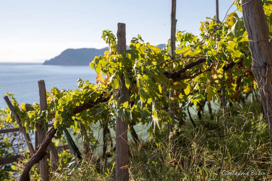 Vigne - Cinq Terre