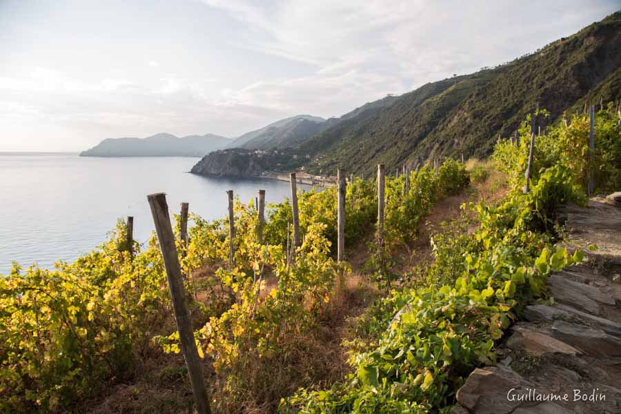 Vigne Cinq Terre