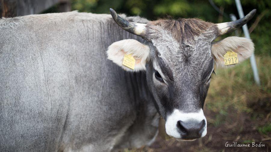 Nanou - Vache - Grise Alpine