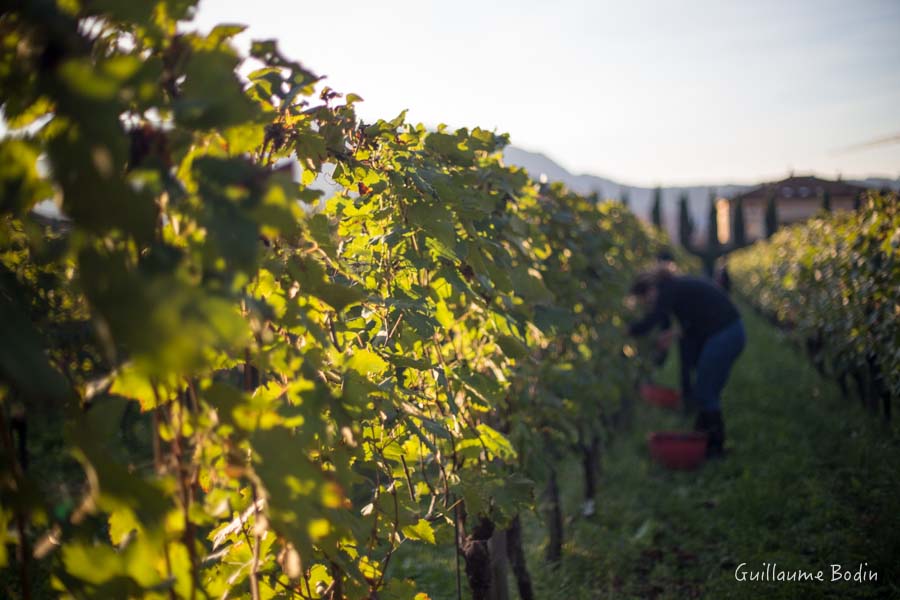 Domaine Foradori