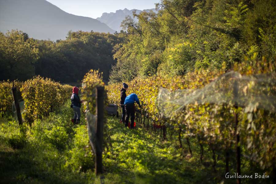 Vendanges à Fontanasanta