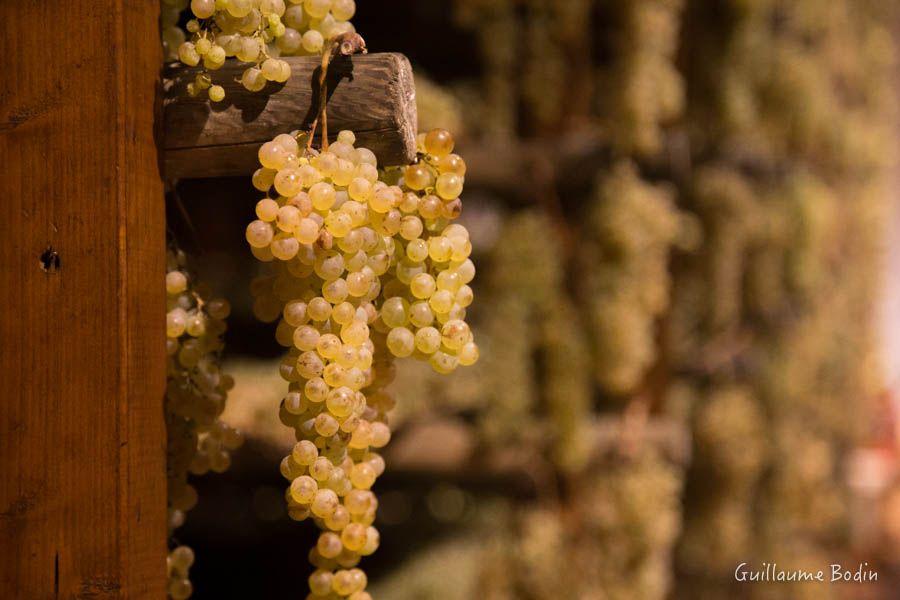 Elaboration du Vin Santo chez Avignonesi