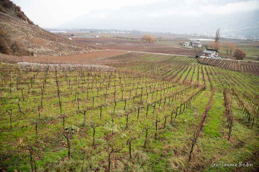 Domaine de Beudon - Les Vignes dans le ciel