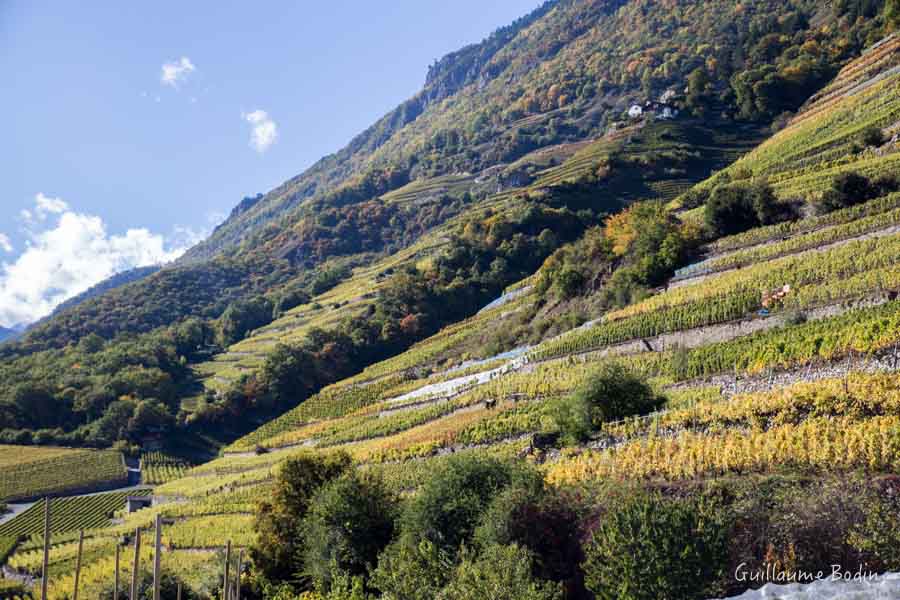 Coteaux du Valais