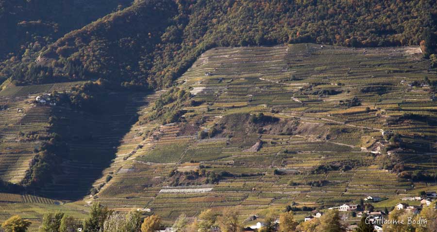 Coteaux de Fully - Valais