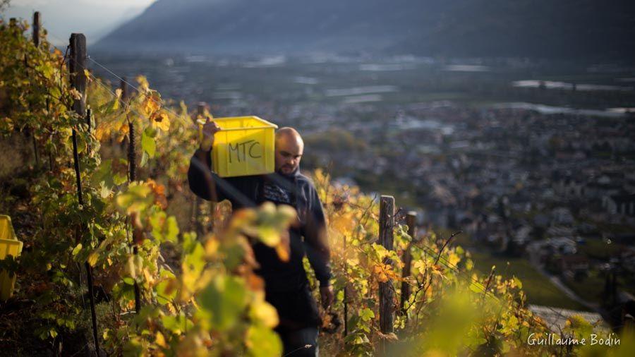 Vendanges tardives