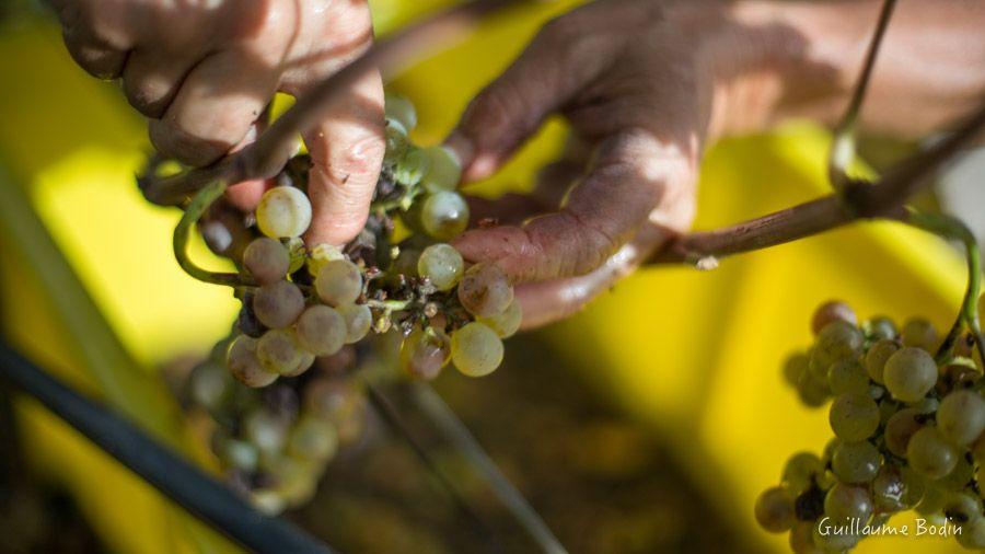 Vendanges tardives