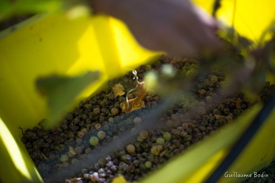 Vendanges tardives