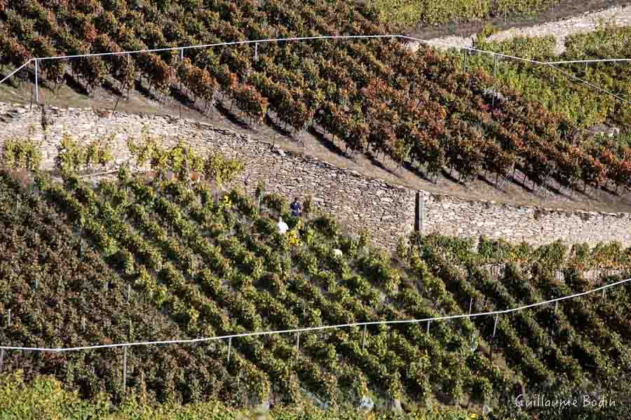 Vignes en Valais