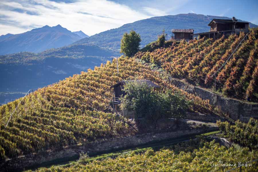 Vignes en Valais